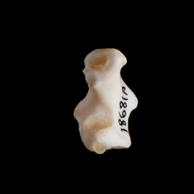 Left_side_view