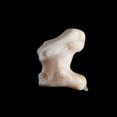 Nasal_view