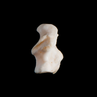 Right_side_view