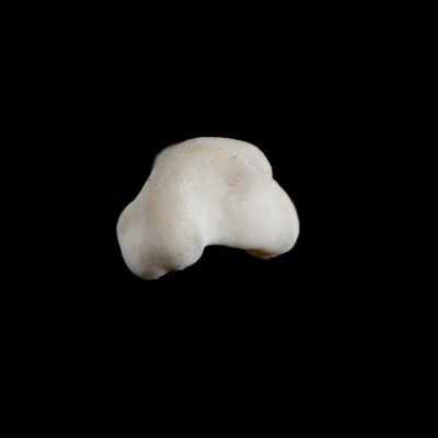 dorsal_view