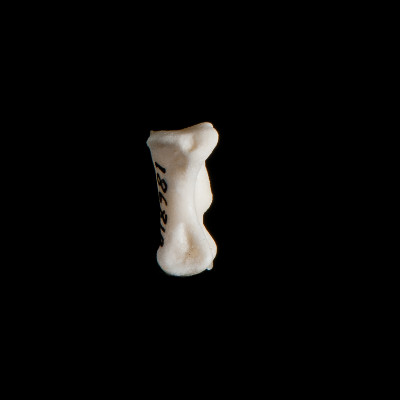 Left_side_view