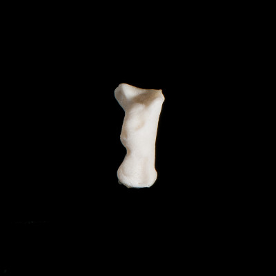 Right_side_view