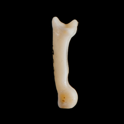 Left_side_view