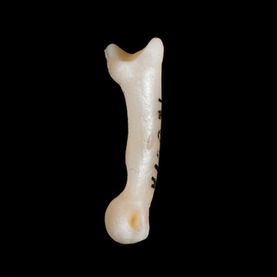 Right_side_view