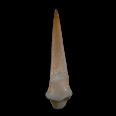 Basal_view