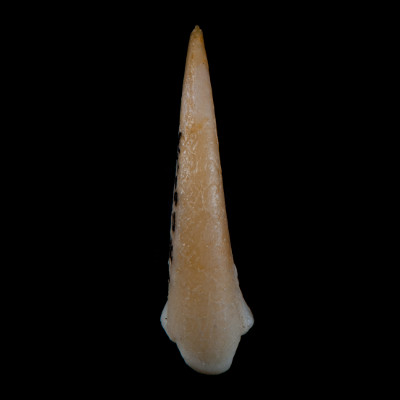 dorsal_view