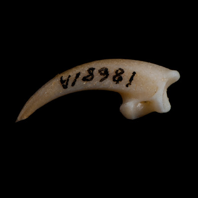 Left_side_view