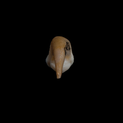 Nasal_view