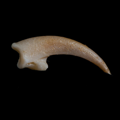 Right_side_view